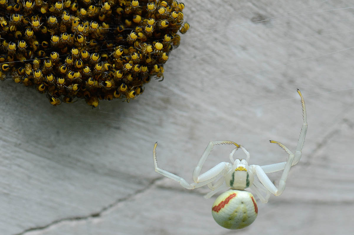 Misumena vatia e neonati di Araneus sp. - Valdastico (VI)
